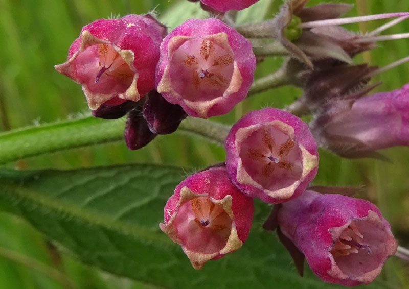 Symphytum officinale - Boraginaceae